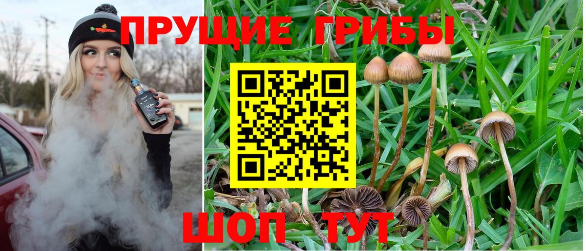 Кинель  Псилоцибиновые грибы Cubensis  купить наркотик  Вход с VPN 